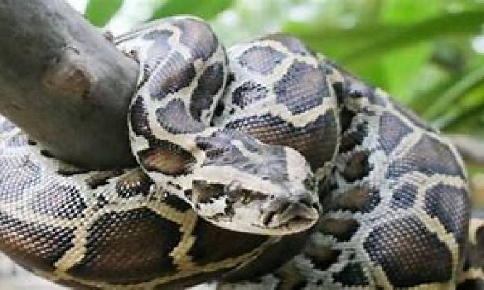 மிகப்பெரிய  பர்மிய மலைப்பாம்பு