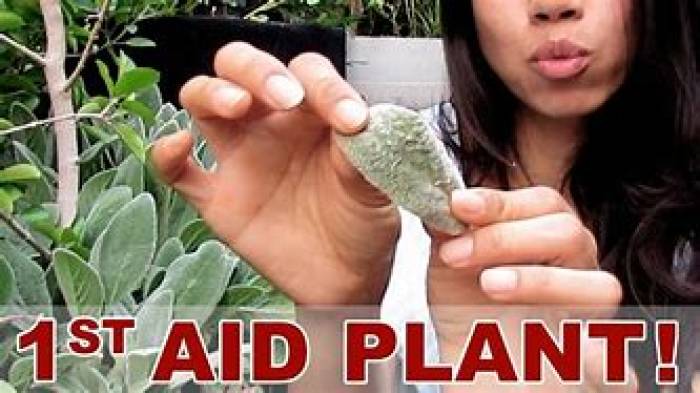 தாவரங்களுக்கு ஏற்படும் காயங்களைச் சரி செய்யும் -BAND AID.