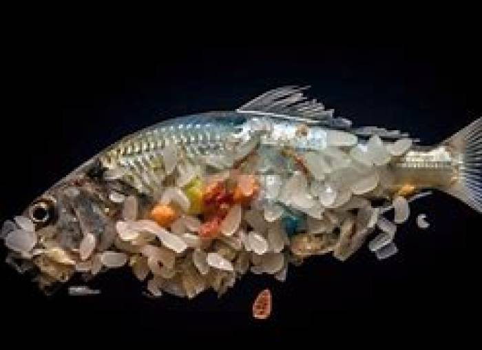 நுண்நெகிழிகளால் ஏற்படும் கேடுகள்