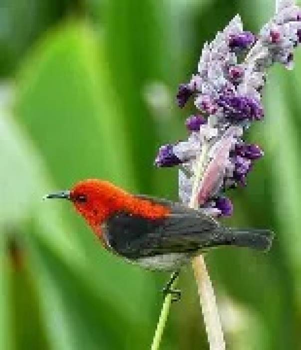 மைசோமெலா பாபரென்சிஸ்