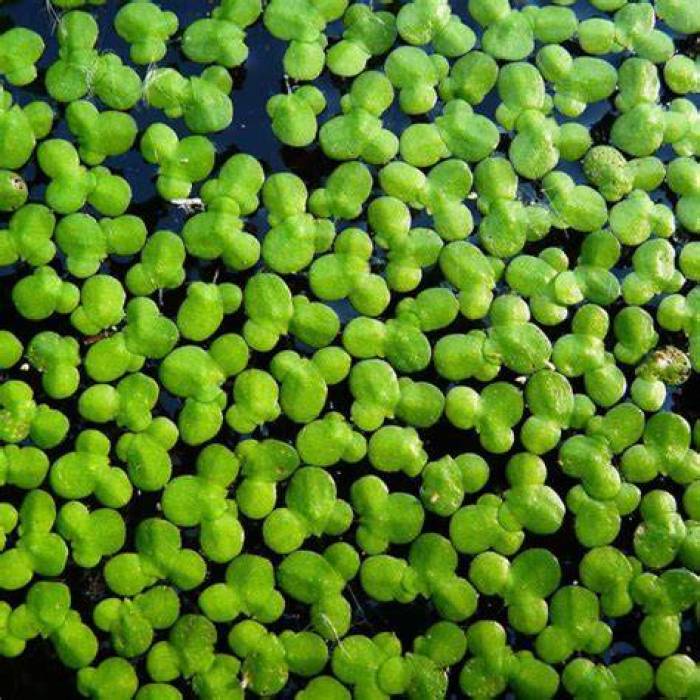 'டக் வீட்' (Duck weed)