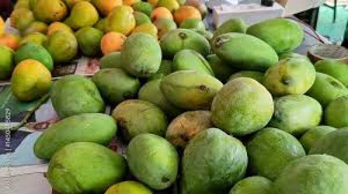 இராஜபாளையத்தில் மாம்பழ விற்பனை அதிகமாக உள்ளன.