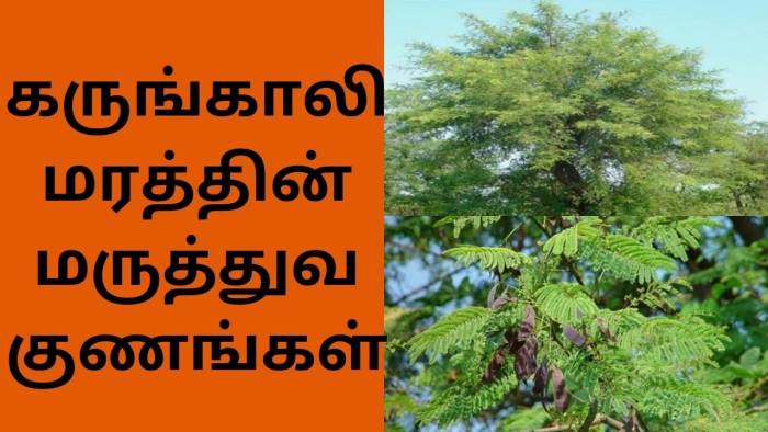 வாய் துர்நாற்றம் போன்ற வாய் பிரச்சனைகளையும் குணப்படுத்தும் கருங்காலி மரத்தின் மருத்துவ குணங்கள்.