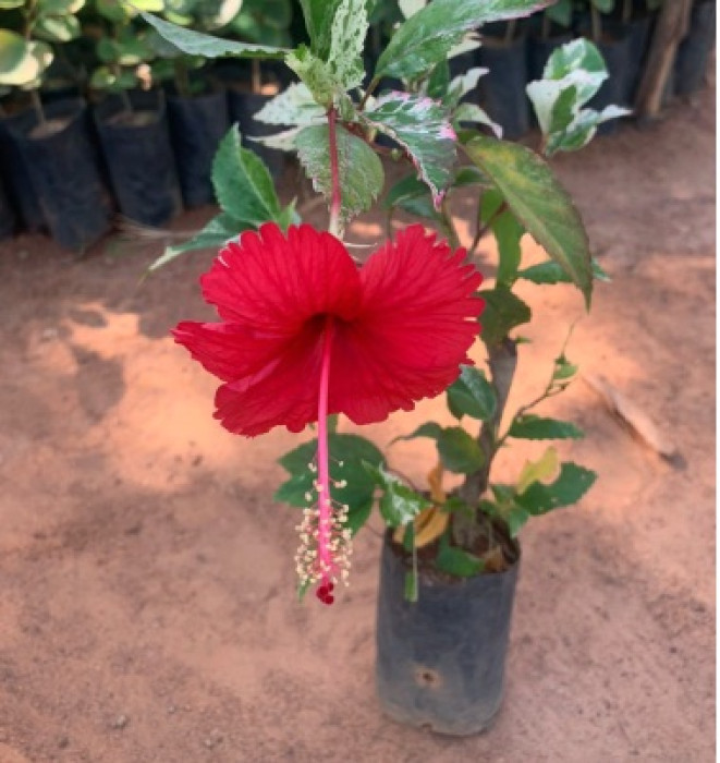 சருமம் புத்துணர்ச்சியுடன் இருக்க செம்பருத்திபூ...