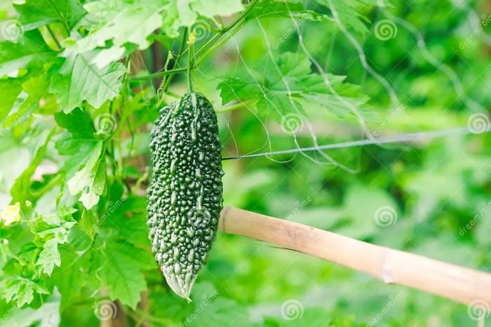 பாகற்காய்(BitterGourd)