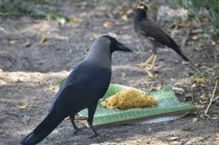 எத்தனையோ பறவைகள் இருக்க, மகாளயபட்ச அமாவாசை அன்று காகத்திற்கு மட்டும் ஏன் உணவளிக்க வேண்டும்?