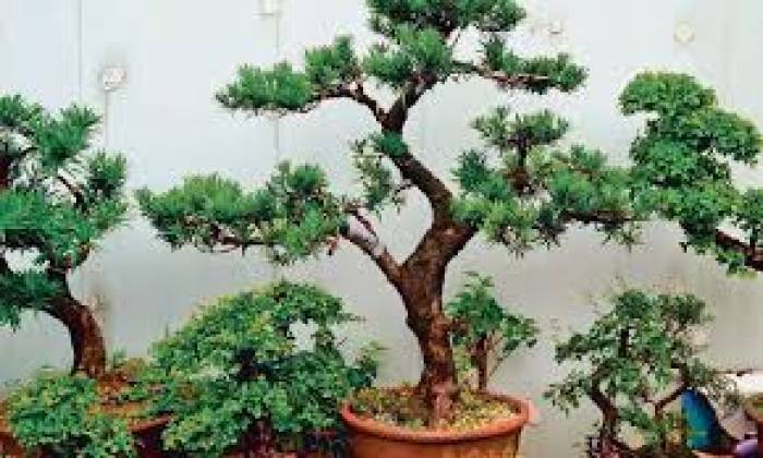 போன்சாய் மரம் (  குட்டை மரம் )