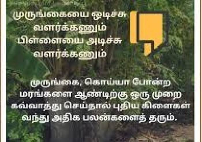‘‘முருங்கையை ஒடிச்சு வளர்க்கணும்  பிள்ளையை அடிச்சு வளர்க்கணும்’’
