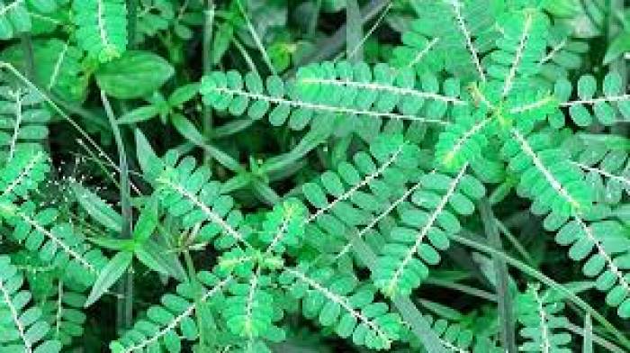 மஞ்சள் காமாலைக்கு  கீழாநெல்லி.