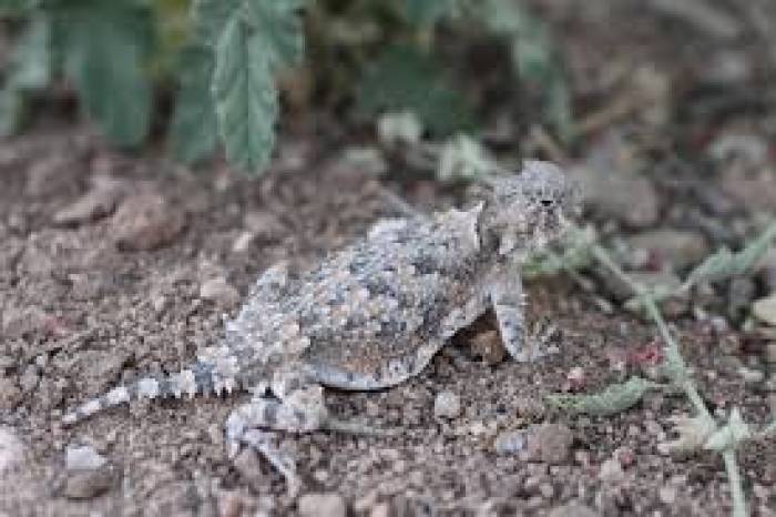 .'ப்ரைனொசோமா”  ( கொம்பு பல்லி )