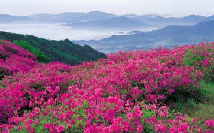  “ Valley of flowers”பூக்களின் பள்ளத்தாக்கு.