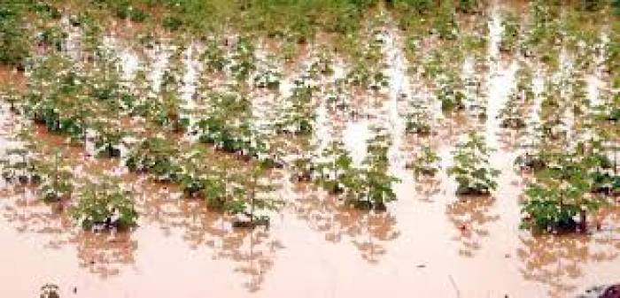 மழைநீரில் மூழ்கிய பருத்திச்செடிகள் ,ராஜபாளையம் பகுதிகளில் நிவாரணம்வழங்கப்படுமா? விவசாயிகள் எதிர்பார்க்கின்றனர் .