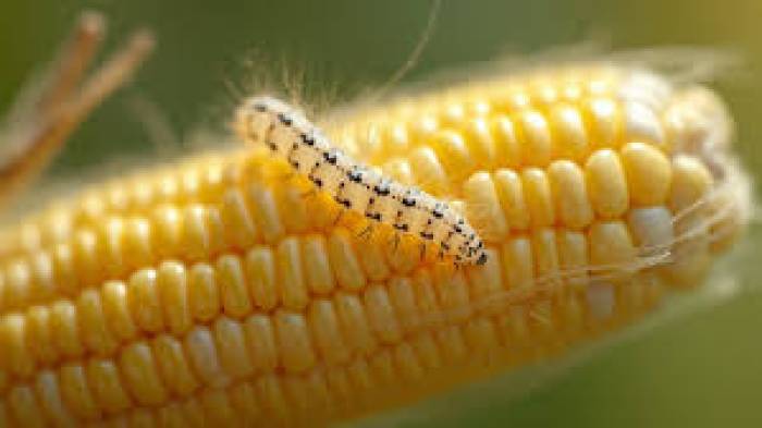 மக்காச்சோளத்தில் படைப்புழுக்களை தடுக்கும் வழிகள் |