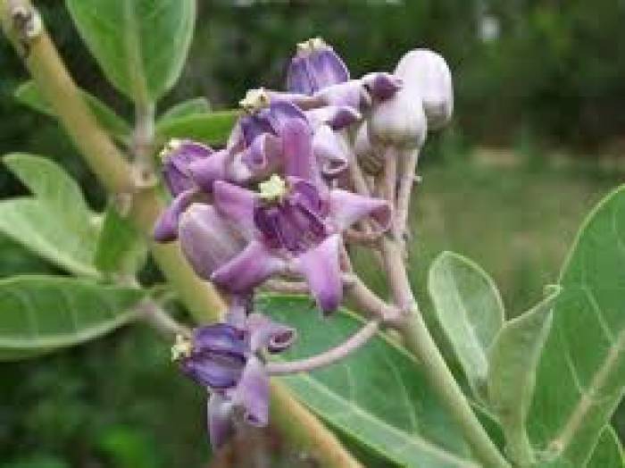 மருத்துவ குணங்கள் கொட்டிக் கிடக்கும் எருக்கு மூலிகை.