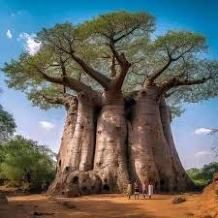 பாவோபாப் (அடன்சோனியா டிஜிடேட்டா) மரம் .