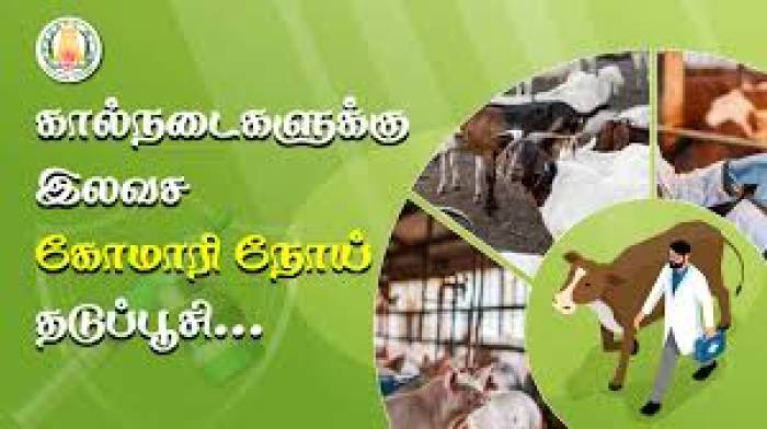 கால்நடைகளுக்கான 8-வது சுற்று கோமாரி நோய் தடுப்பூசி முகாம்.