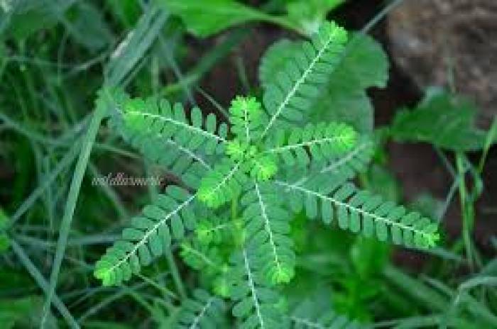 அரிப்பு  குணமாக.....