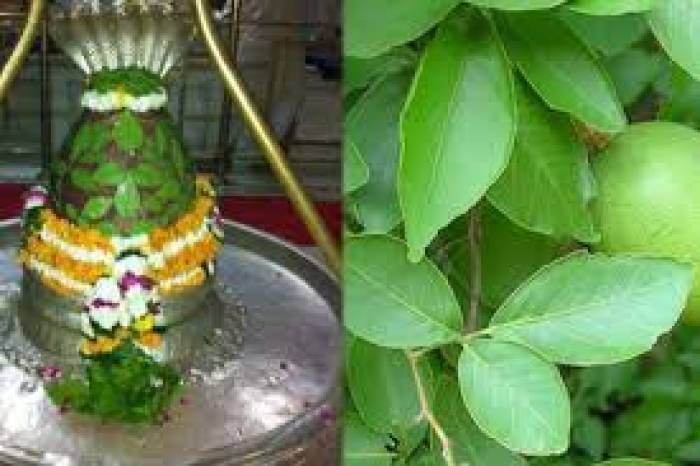 வில்வ இலையை சிவபெருமானுக்கு எப்படி சமர்ப்பிக்க வேண்டும்.