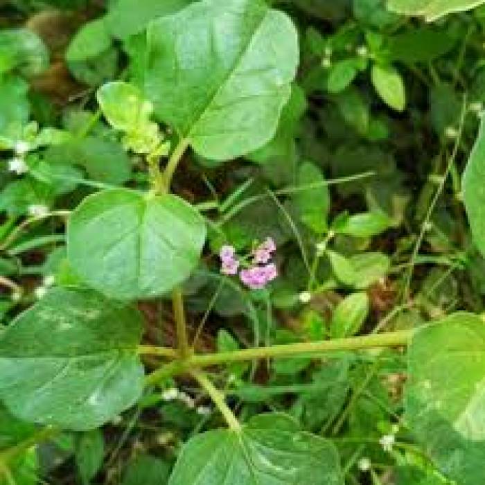 சர்க்கரை கட்டுக்குள் வர மூக்கிரட்டை கீரை.