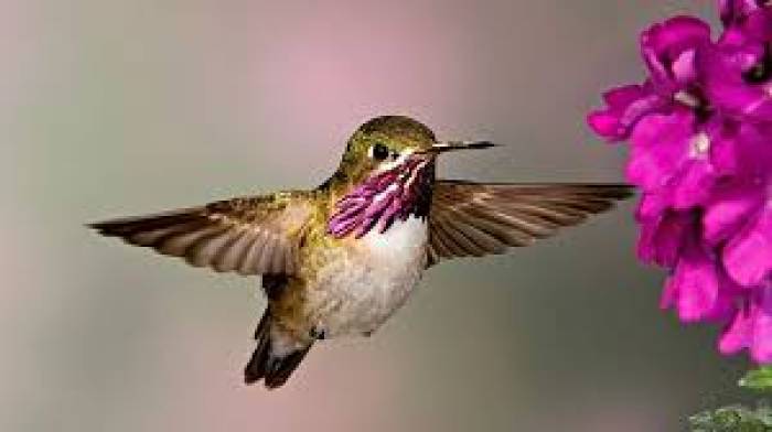 உலகின் மிகச்சிறிய பறவை பீ ஹம்மிங்பேர்ட்.