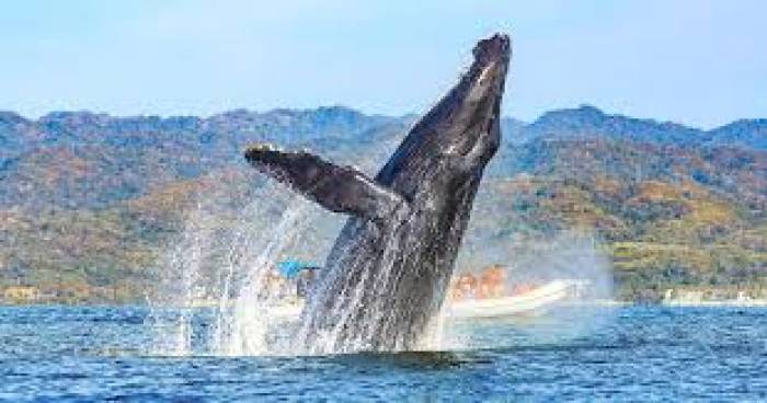 உலகின் மிகப்பெரிய விலங்கு-திமிங்கிலம்.