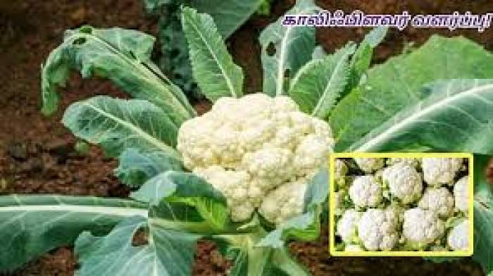 மாடித்தோட்டத்தில் காலிஃபிளவர் பயிரிடும் முறை.