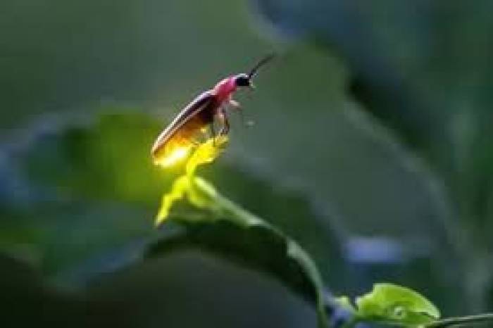 மின்மினி பூச்சிகள் இரவில் ஒளிர்வது எப்படி? .