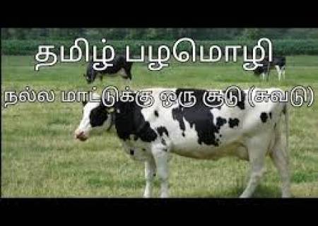 நல்ல மாட்டிற்கு ஒரு சூடு