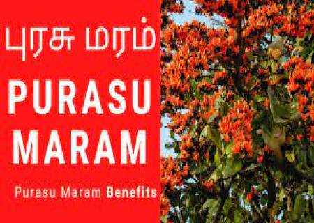 முதுமை அடையாமல் நீண்ட ஆயுளை அளிக்கும் சக்தி கொண்ட புரசு மரப்பூ கஷாயம்