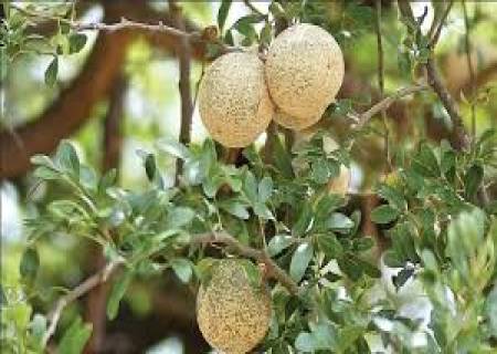 நன்மையை தரும்  விளாம்பழம்   (Wood Apple )