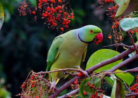  பச்சை நிற அழகிக்கு உதட்டு சாயம் பூசாமலே சிவந்த வாய். அவள் யார்?