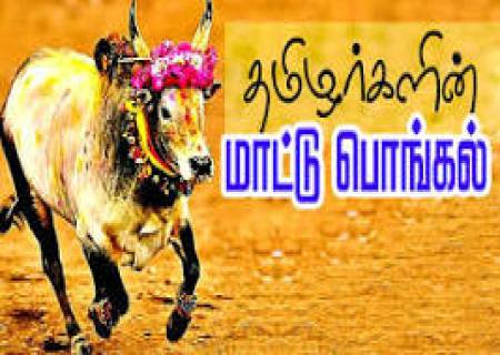 மாட்டுப் பொங்கல் 