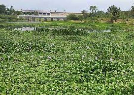 பிரண்டைகுளம் கண்மாய் நீர்த்தேக்க பகுதியில் ஆகாயதாமரை ஆக்கிரமிப்பு