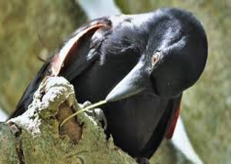 உலகின் மிகவும் புத்திசாலி  காகம் New Caledonian crows