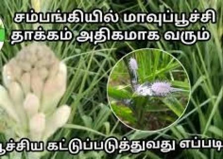 சம்பங்கியில் நுாற்புழு தாக்கம்