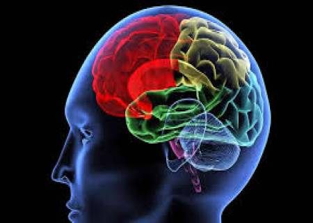 நமது மூளை ஏறக்குறைய 60 லட்சம் செல்களால் ஆனது