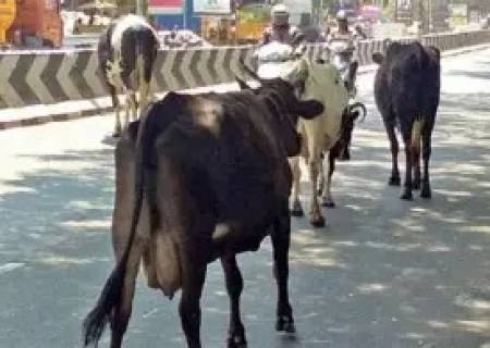 ரோட்டில் திரியும் பராமரிப்பற்ற கால்நடைகளால் போக்குவரத்து பாதிப்பு.