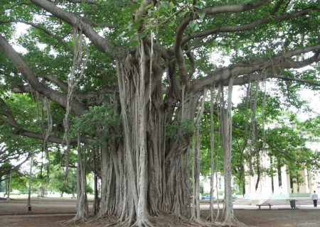 மரத்தின் கிளைகளிலிருந்து வேர்களைத் தோற்றுவிக்கும் தாவரம் .