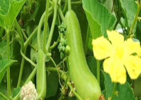 சுரைக்காய் கொடி வளர்ப்பதற்கு  கரிமச்சத்து நிறைந்த மண்ணைத் தேர்ந்தெடுக்கவும்.