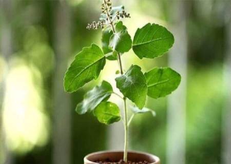 துளசிக்கு வாசமும், முள்ளுக்கு கூர்மையும் முளைக்கிற போதே தெரியும்.