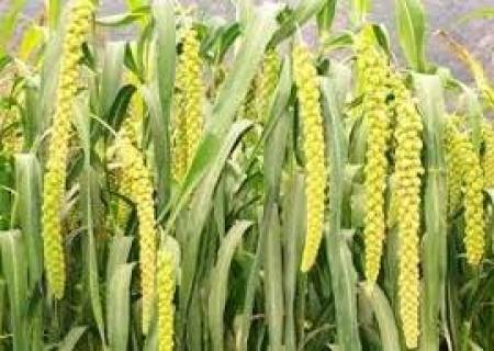 புரட்டாசி பட்டத்தில் வரகு சாகுபடி .