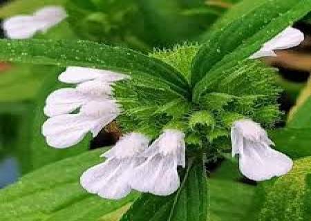 தலைவலி, தலை பாரம் குணமாக தும்பைப் பூ.