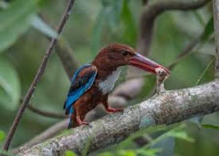 வெண் தொண்டை மீன்கொத்தி  பறவை.