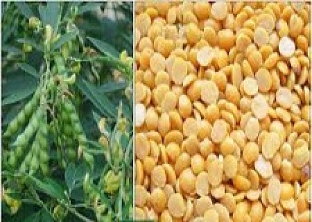 உடல் வளர்ச்சிக்குத் தேவையான புரதச் சத்து அதிகம் உள்ள துவரம் பருப்பு .