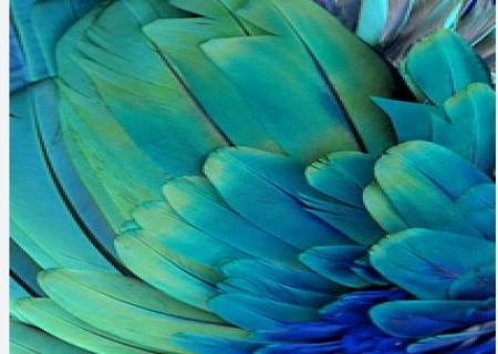 இறகுகள்,பறவைகளின் உடலில் முக்கிய அங்கம்.