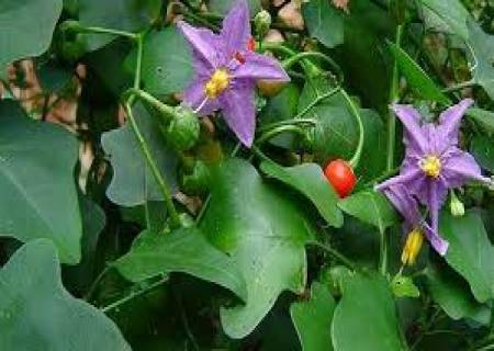 தூதுவளை சளி , காய்ச்சலுக்கு  சிறந்த மருந்து.