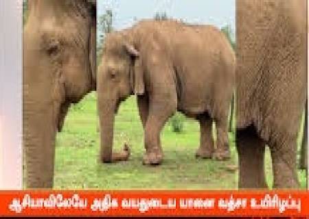 ஆசியாவின் வயதான பெண் யானை "வத்சலா"