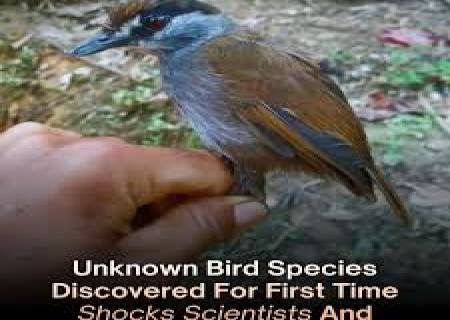 ” ஹையரோகா கைஸ் திகானடா”. புதிய குயில் இனம்.