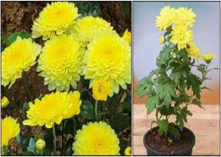 மாடித் தோட்டத்தில் செவ்வந்திப் பூ (Chrysanthemum) வளர்க்க....