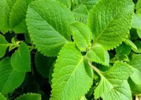 சளி சம்பந்தமான நோய்கள் குணமாக கற்பூரவள்ளி இலை